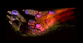 Illustration for article titled The creepiest photographs of things you can only see under a microscope